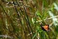le repos du papillon